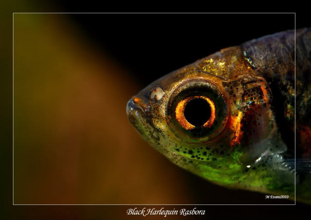 BlackHarlequinRasbora-1.jpg