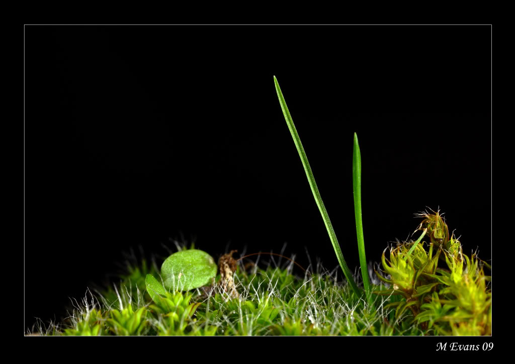 bladesofgrass-1.jpg