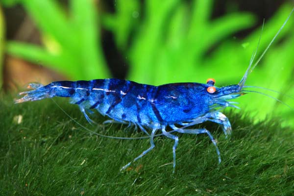 -blue-tiger-shrimp-information-and-wiki-blue-tiger-shrimp-for-sale-and-where-to-buy-AquaticMag-3.jpg