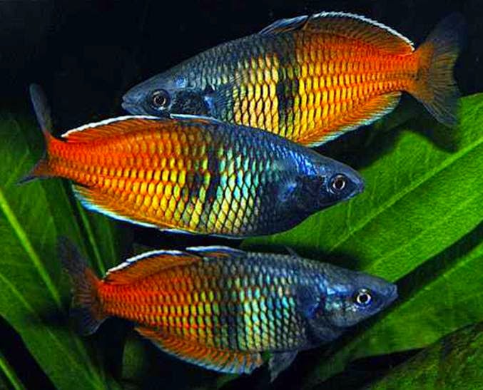Boeseman%27s+rainbowfish.jpg