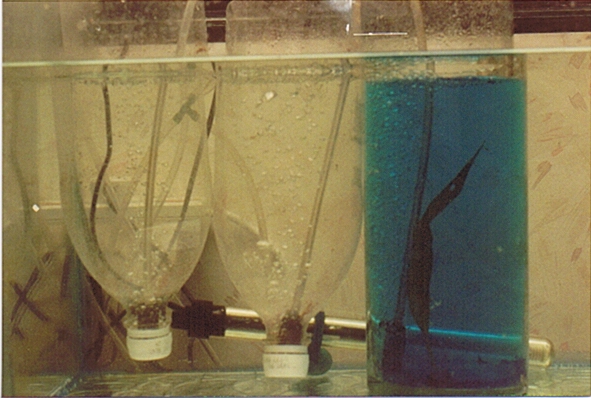 Brine shrimp hatchery.jpg