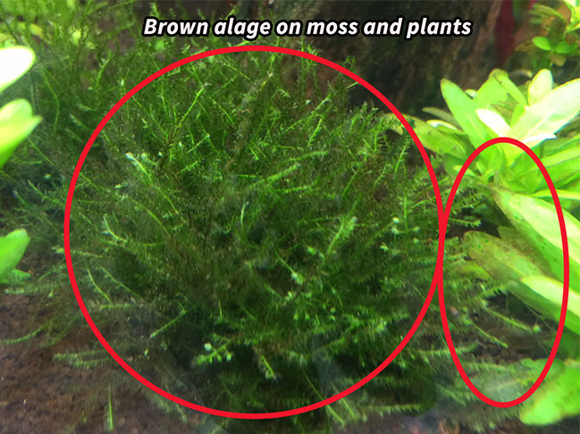 brown-algae2_zpsxy6nyytt.jpg