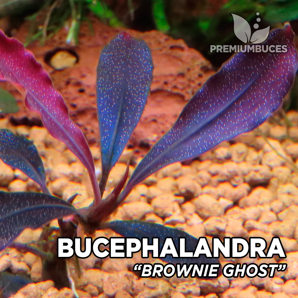 bucephalandra-brownie-ghost-original.jpg