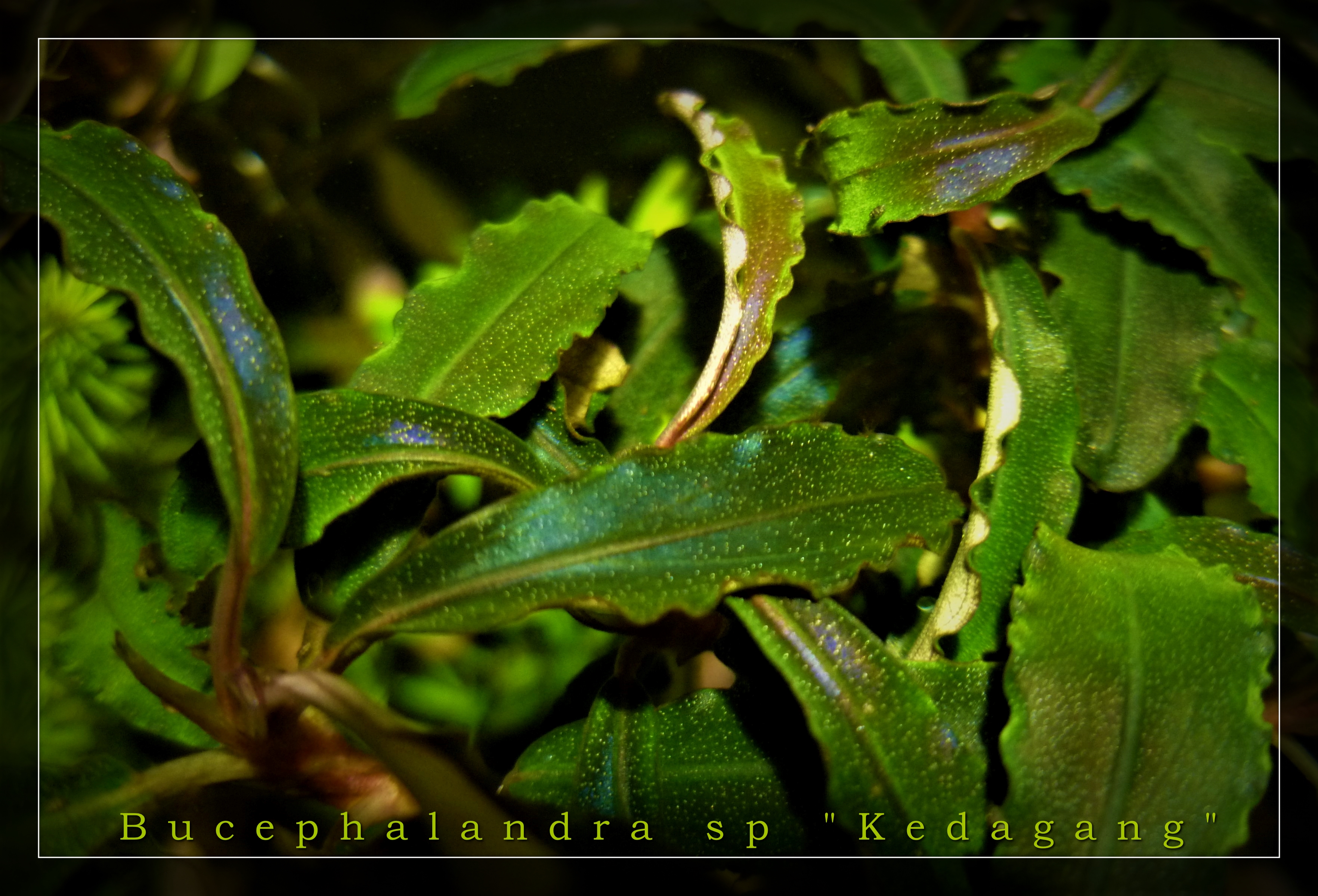 Bucephalandra sp Kedagang.jpg