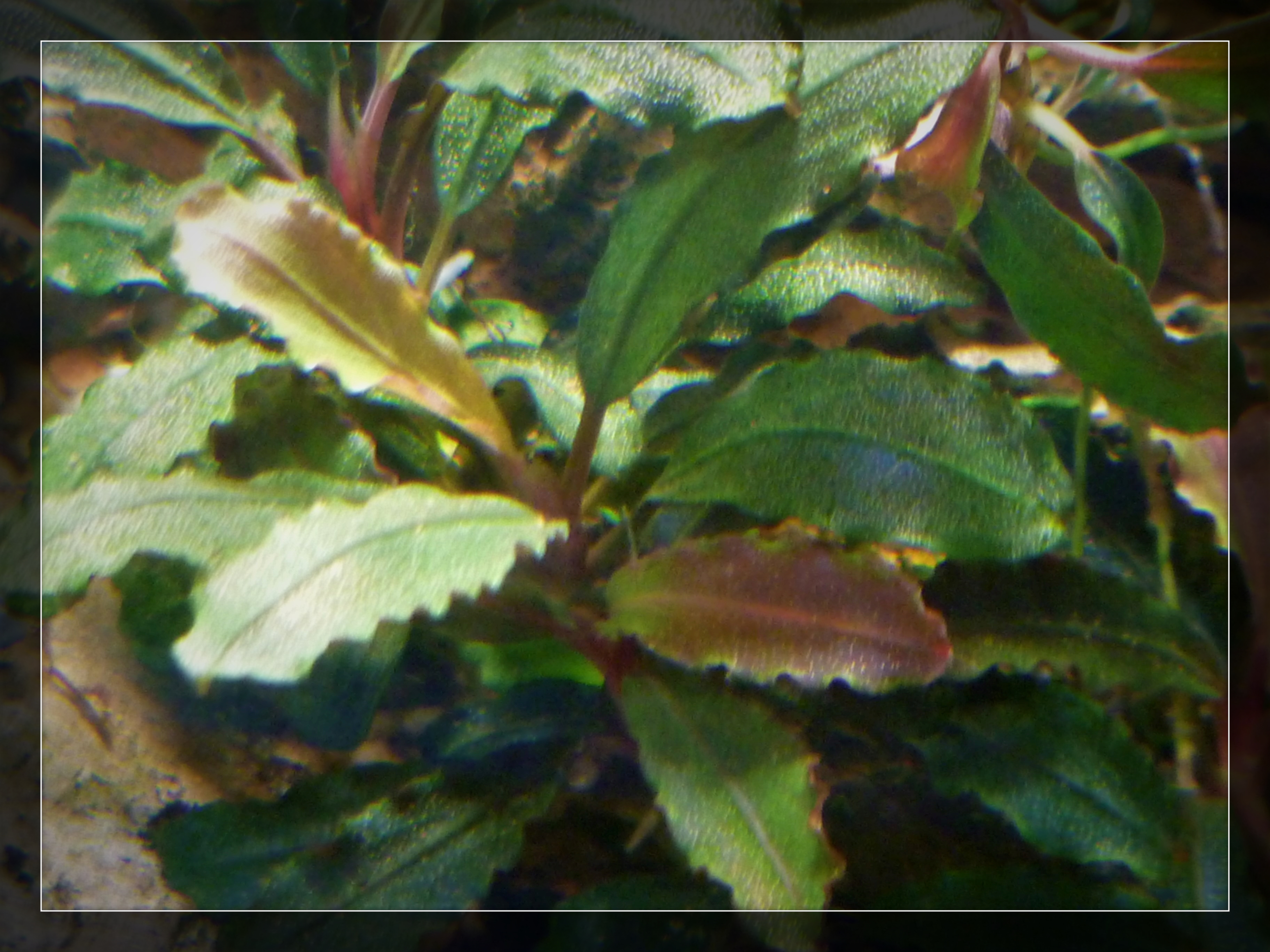 Bucephalandra sp red..jpg