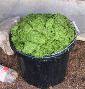 bucket-of-duckweed-jpg.jpg