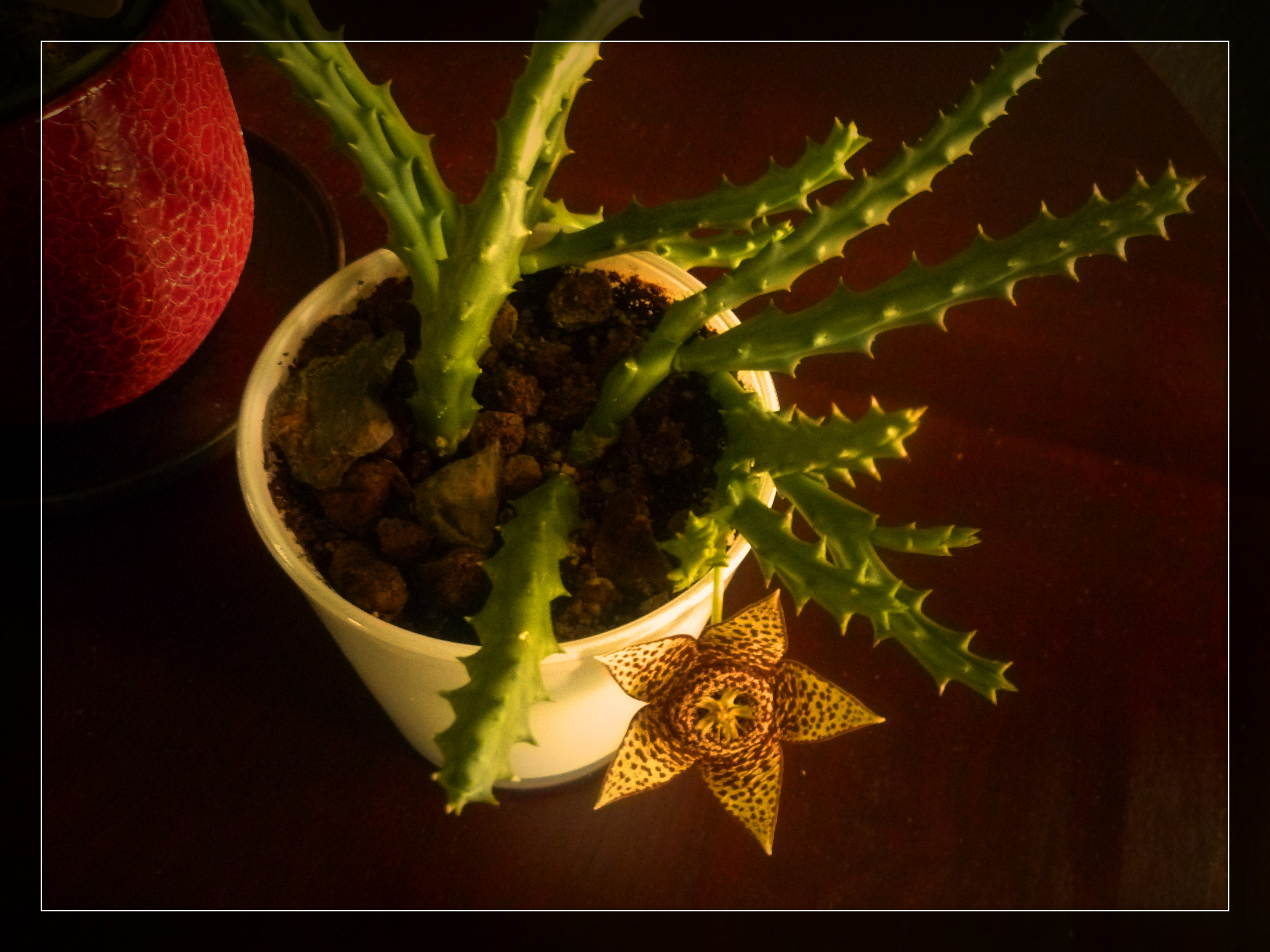 Cactus in flower 3rd Nov 2023.jpg