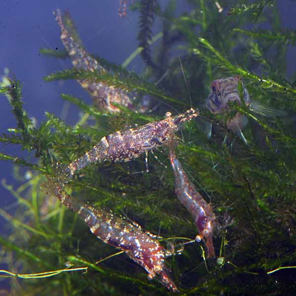 Caridina_sp_BMR_04_zps7386b514.jpg