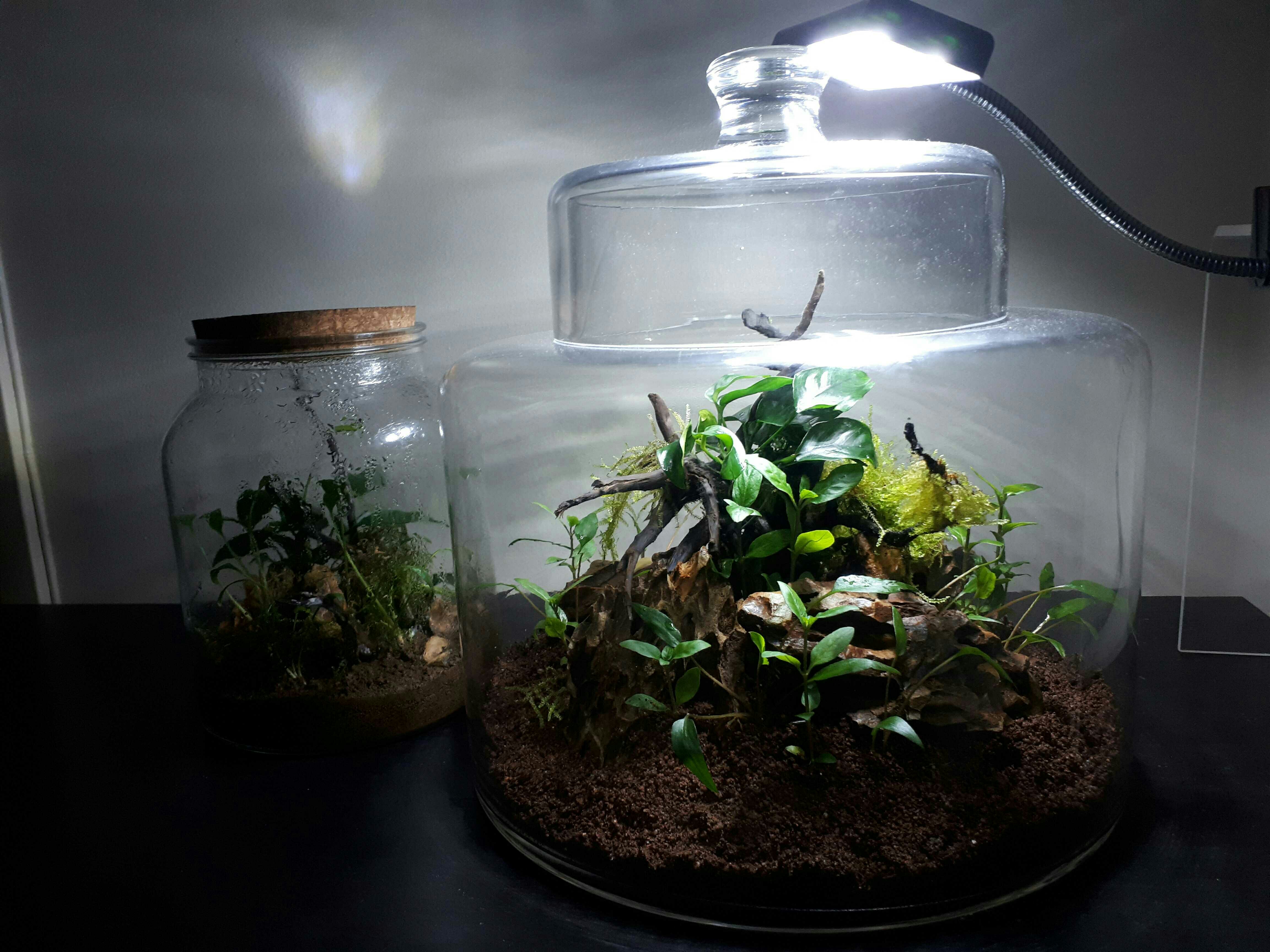 16+ Plants For Water Terrarium