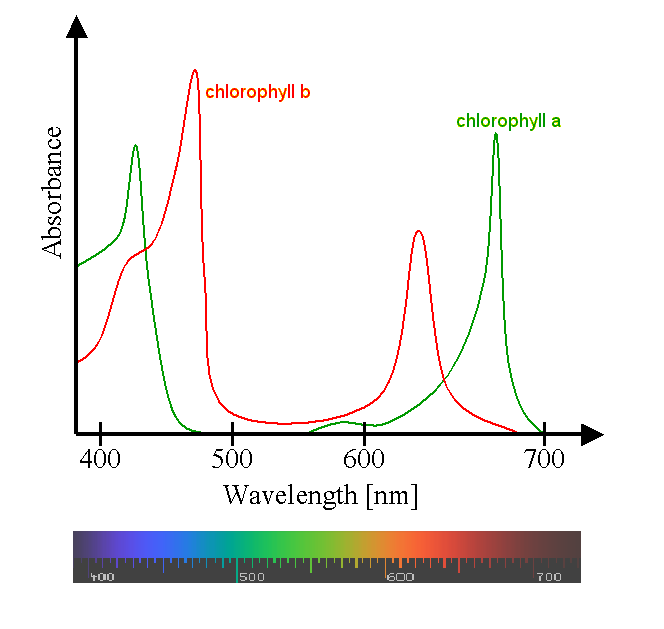 Chlorophyll_ab_spectra2.PNG