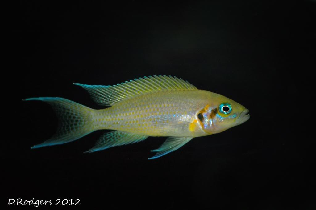 cichlid-brichardi.jpg