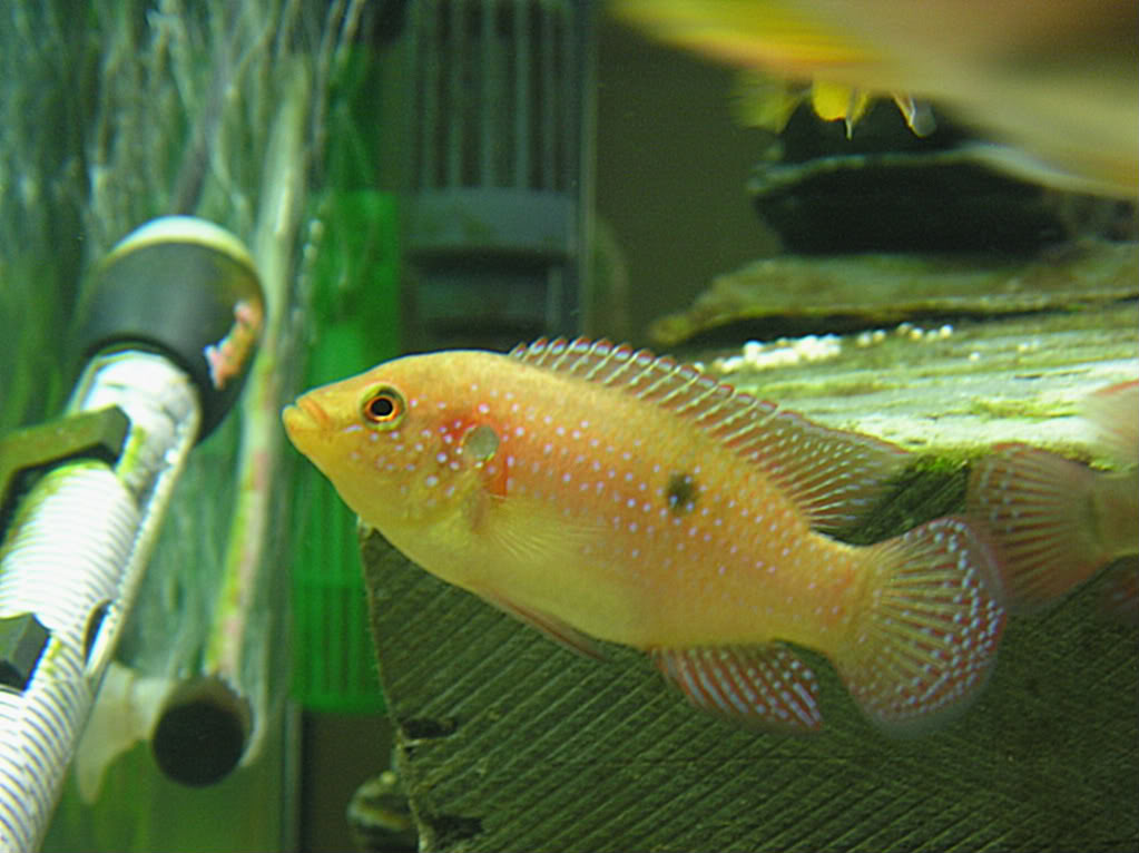 cichlid020.jpg