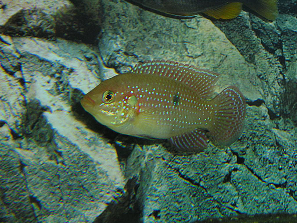 cichlid024.jpg