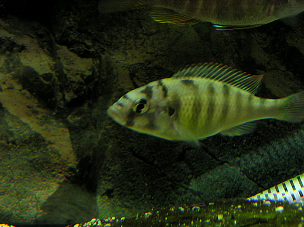 cichlid028.jpg