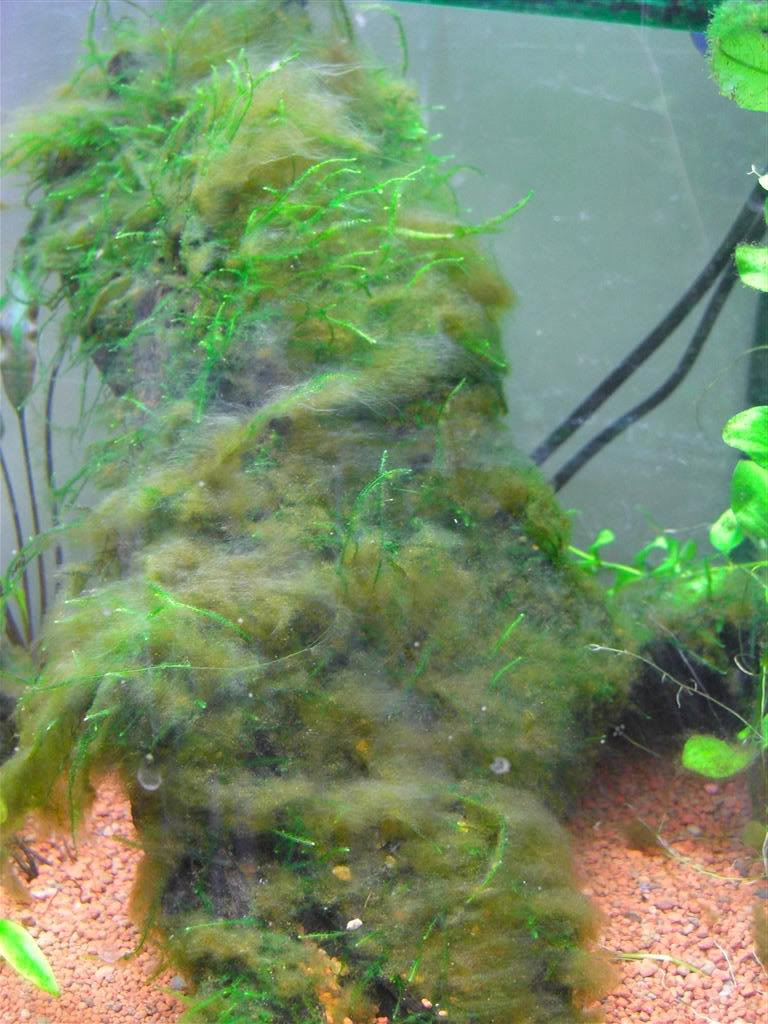 After four months (brown hair algae) | UK Aquatic Plant Society