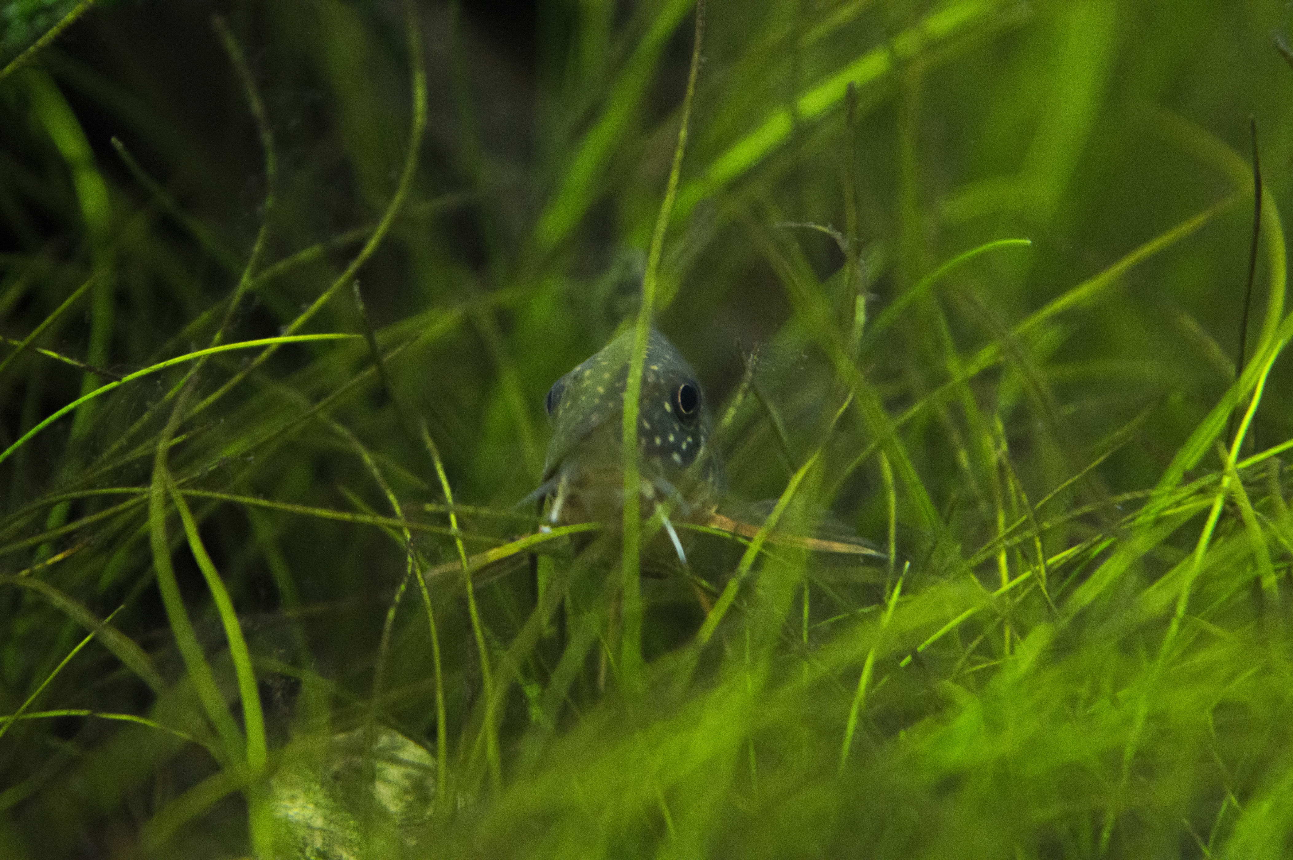 corydoraskiss-compressed.JPG