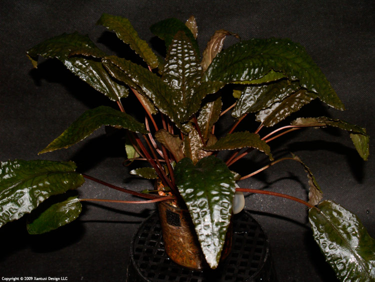 cryptocoryne-wendtii-tropica-i-m.jpg