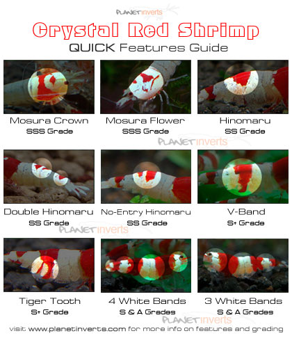 crystal_red_shrimp_quick_features_guide-small.jpg