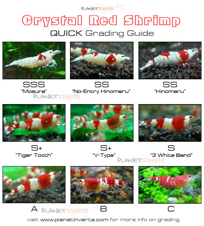 crystal_red_shrimp_quick_grading_guide-small.jpg