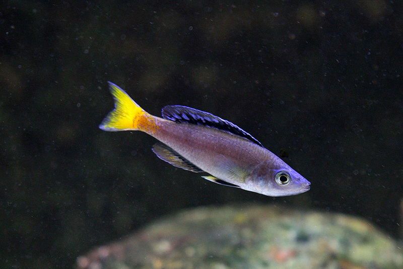 Cyprichromis_leptosoma_Mpulungu_0004.jpg