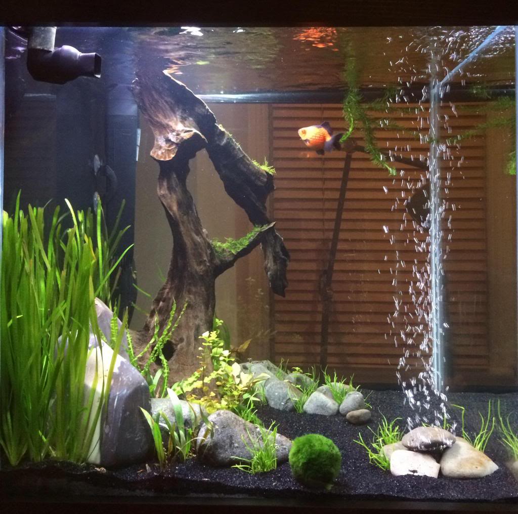 Fancy Goldfish Tank  UK Aquatic Plant Society