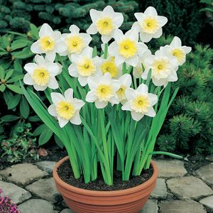 Daffodil-Ice-Follies%20GE%2031.8.19%20_edited-1.jpg