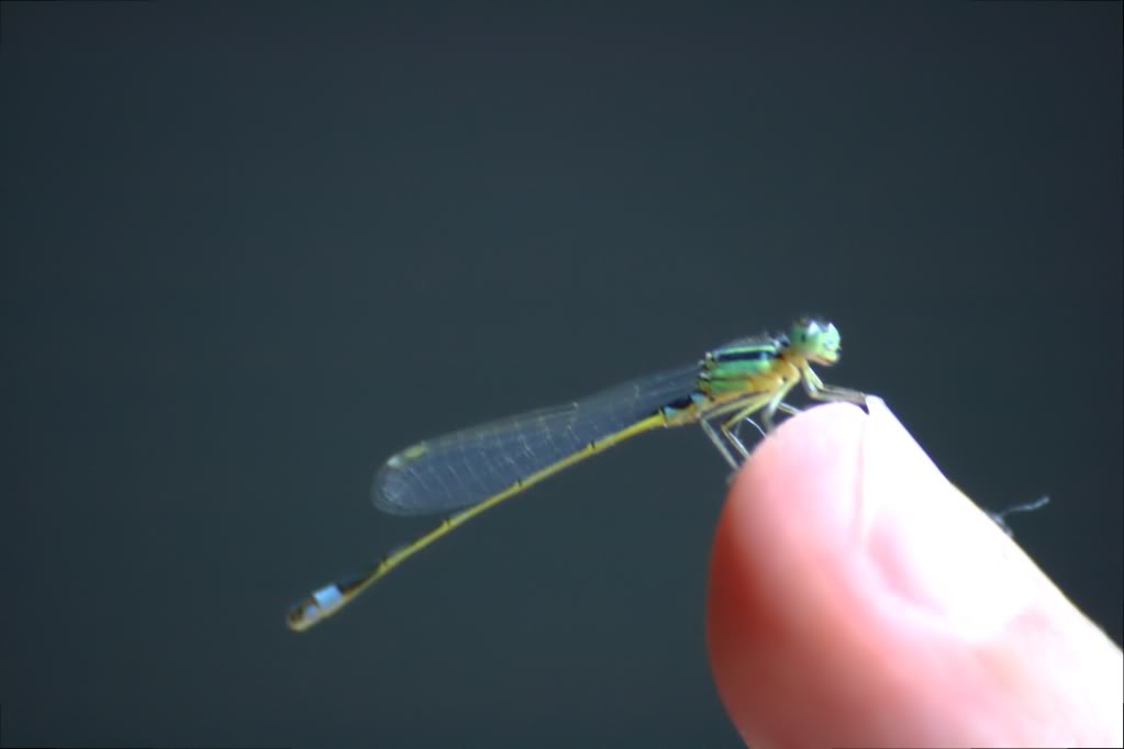 Damselfly.jpg