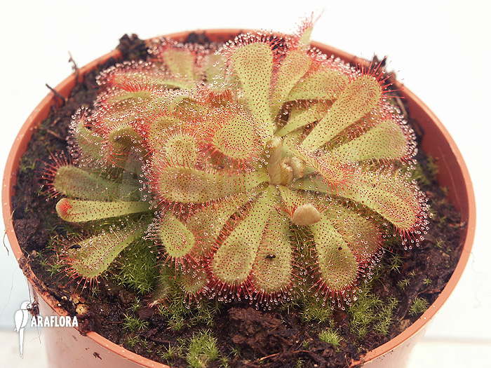 Drosera-aliciae-7.jpg