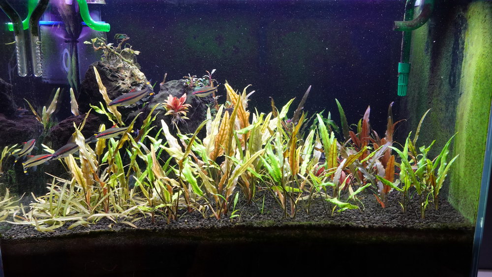 Filter media layout and sequence for planted tank - The 2Hr Aquarist