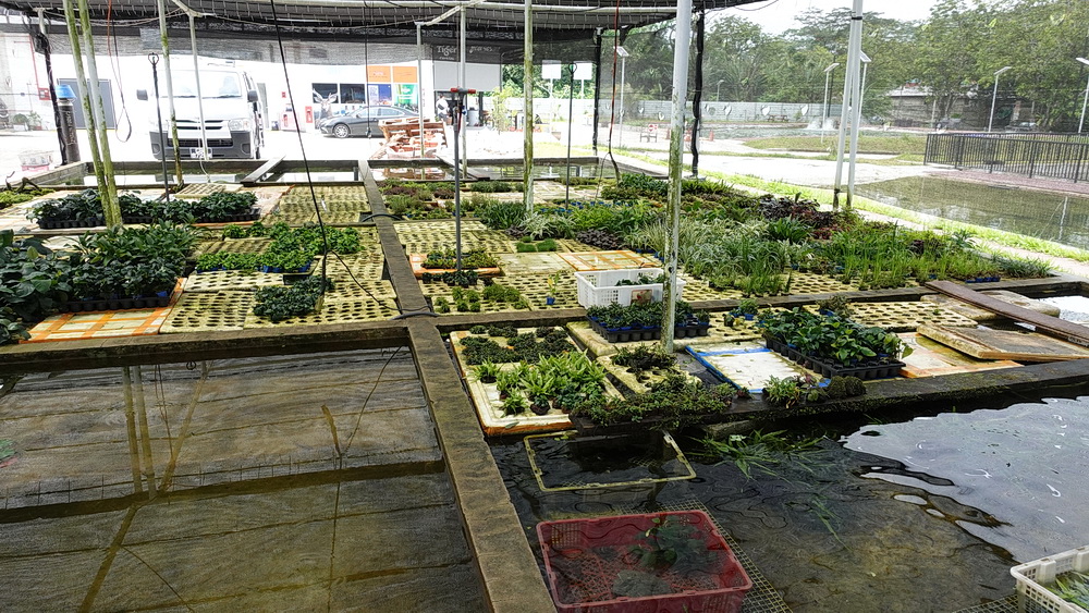 DSC01266 plants.JPG