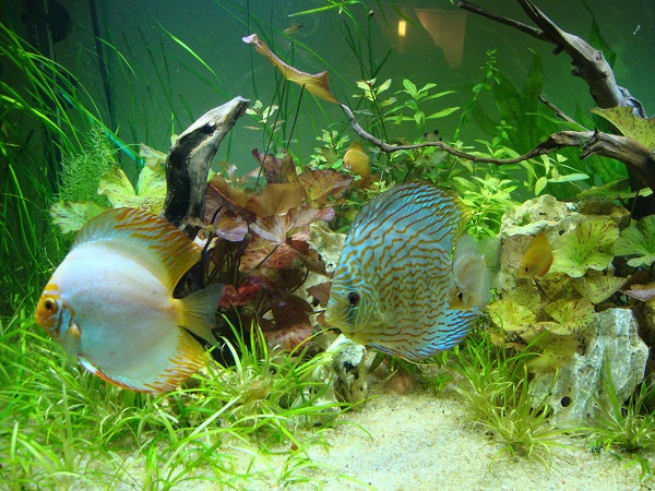 EndorFeena 300L planted aquarium | UK Aquatic Plant Society
