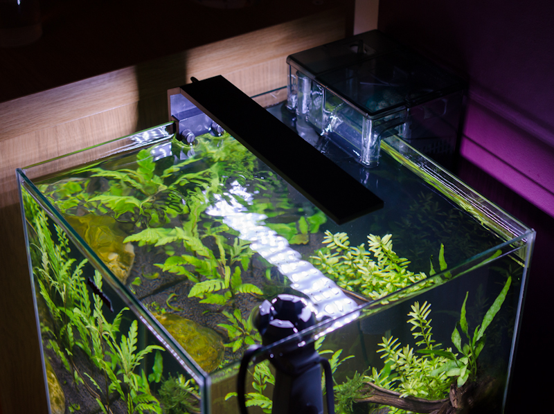 LEDDY SMART 6W PLANT BLACK AQUAEL PLAFONNIER LED MINI NANO aquarium DOLCE plantes 