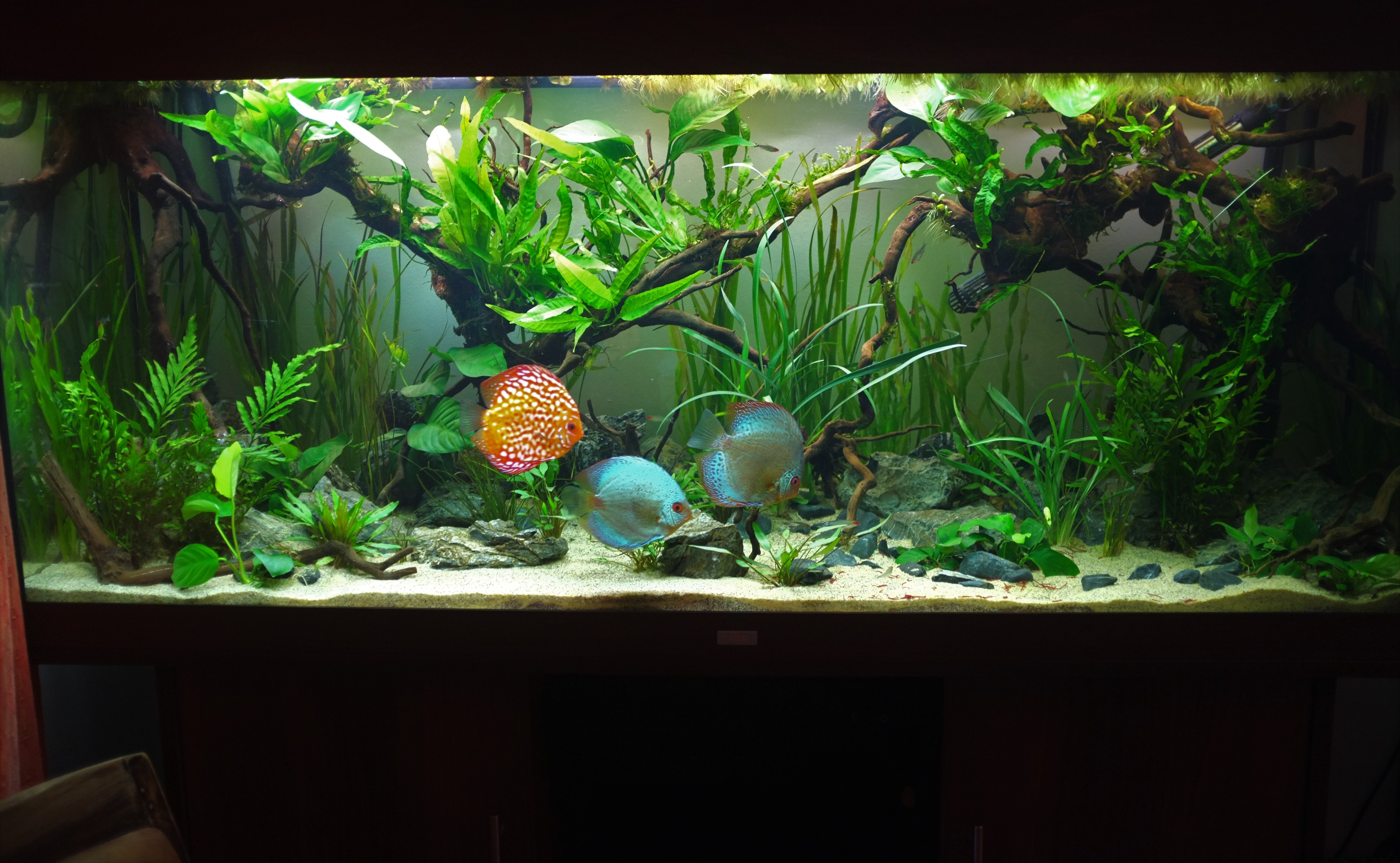 100gallon Fully Planted Low Tech Discus from Cambridge UK : ) - UK ...