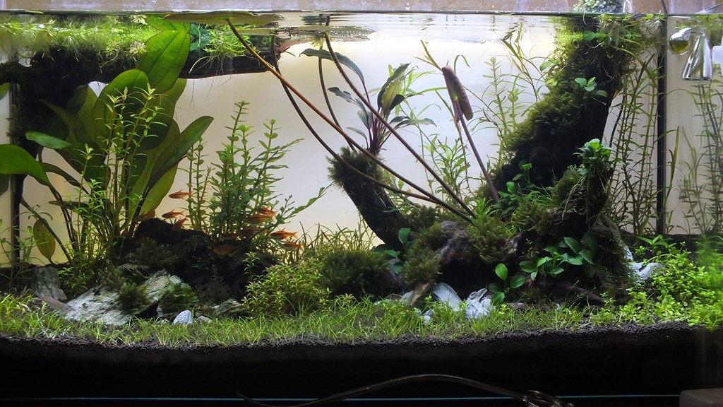Tank background color - The Puffer Forum