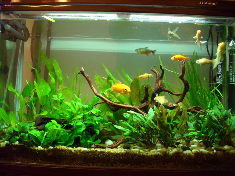 Planted Goldfish Tank  UK Aquatic Plant Society