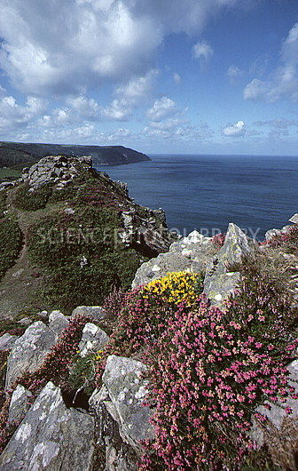 E2800064-Plants_flowering_on_a_coastal_cliff-SPL.jpg