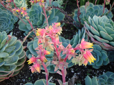 Echeveria+secunda+var.+glauca+bloom.JPG