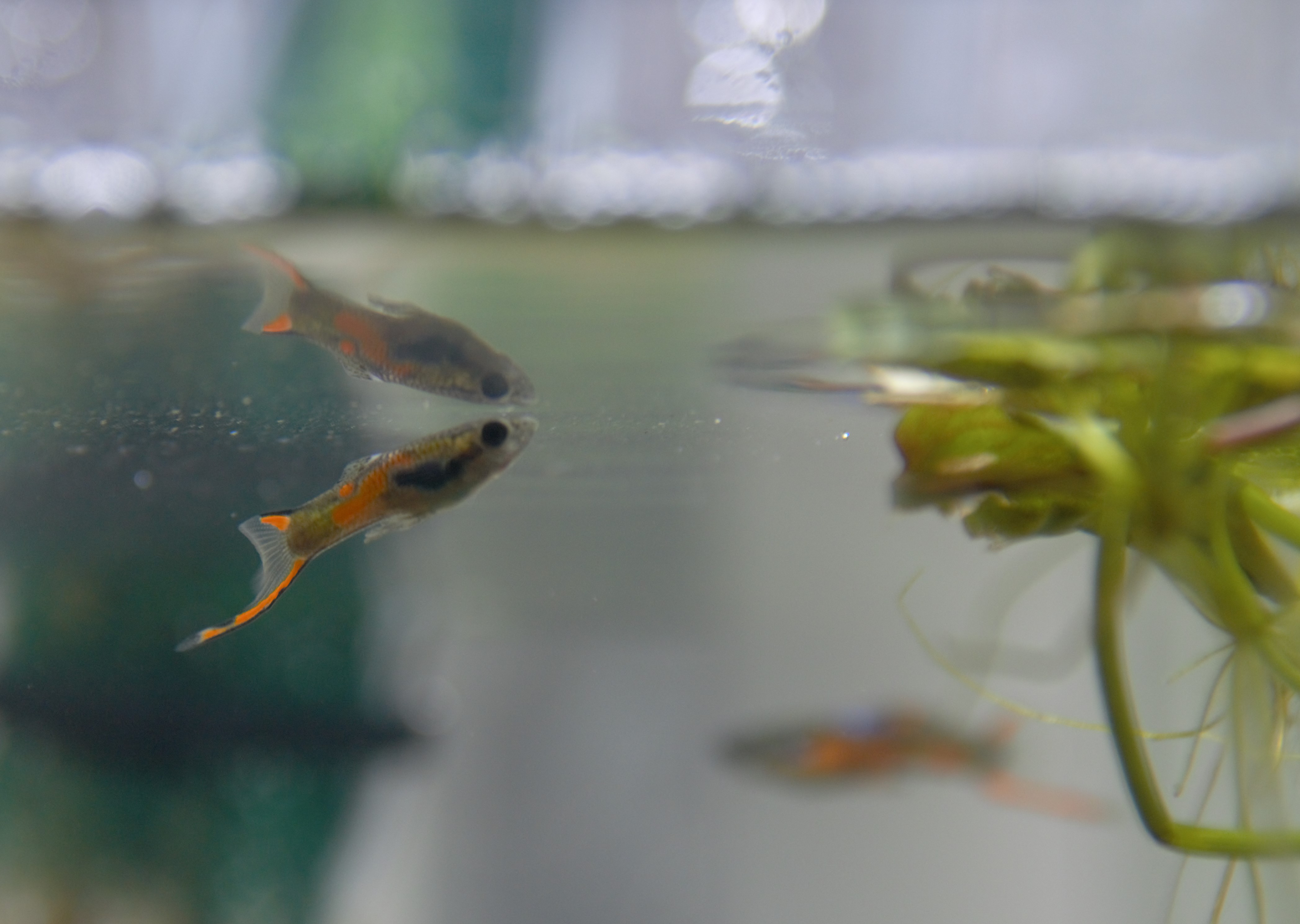 EndlersGuppies_DSC_0096.jpg