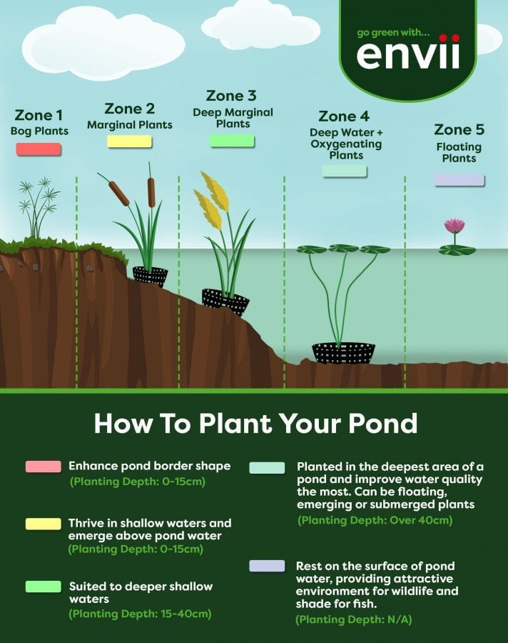 Envii-Pond-Plant-Zones.jpg
