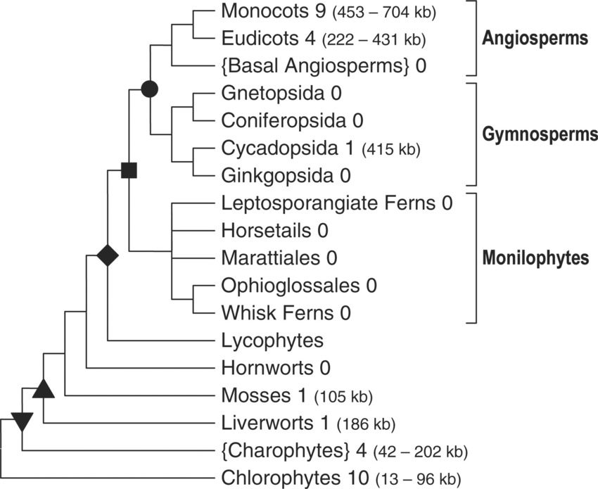 f-extant-viridiplantae-green-plants-sensu-lato-png.png