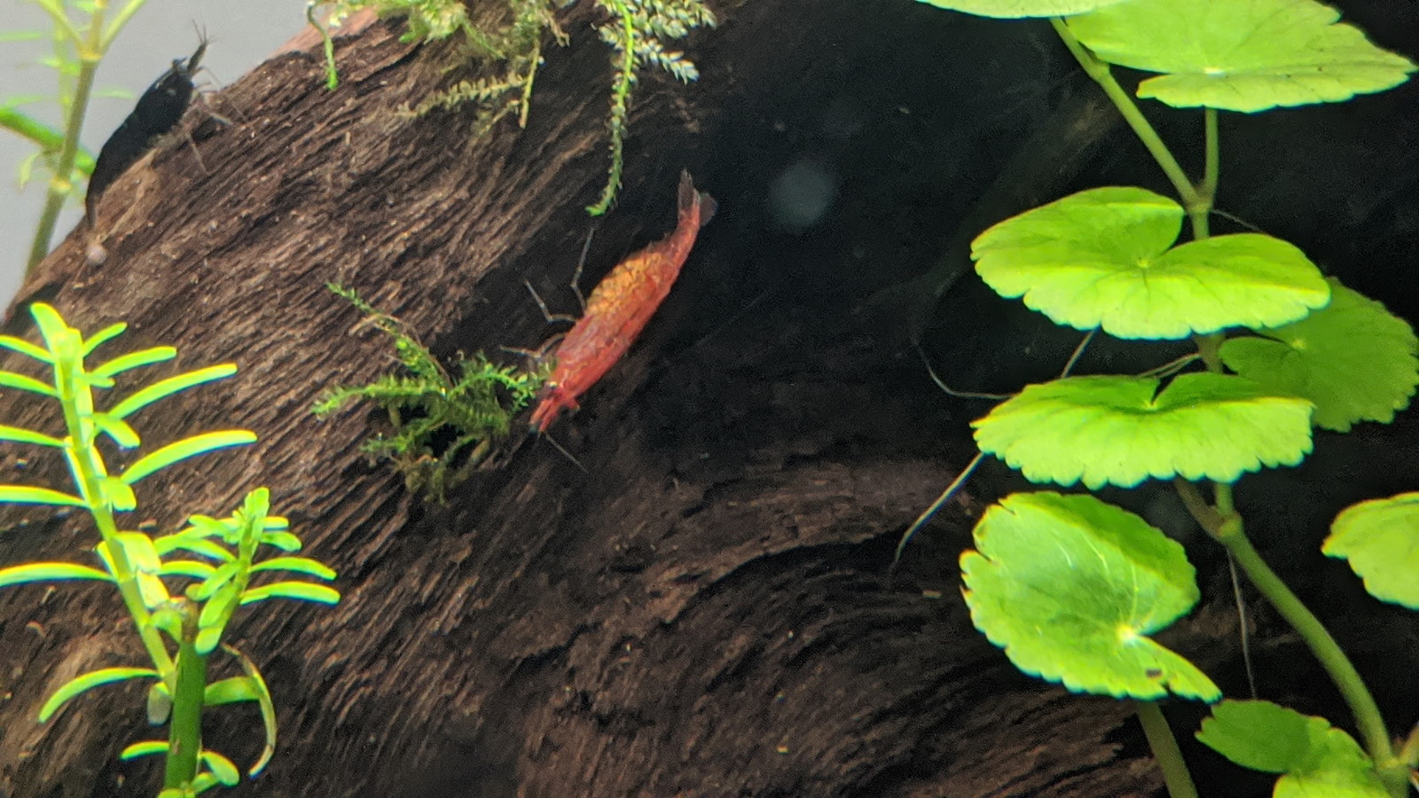 first berried shrimp.jpg
