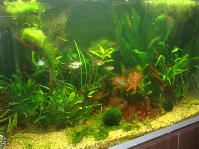 fishtank002.jpg