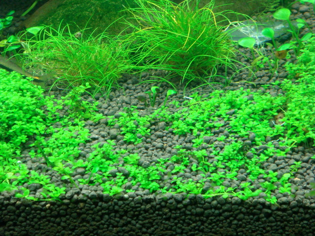 fishtank006.jpg