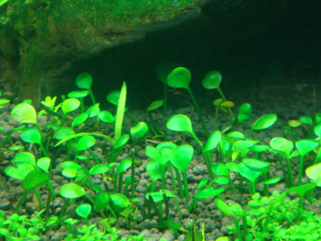 fishtank007.jpg