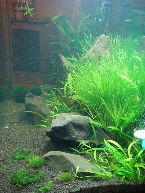 fishtank010.jpg