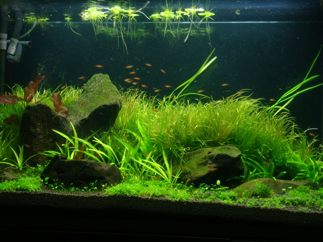 fishtank019.jpg