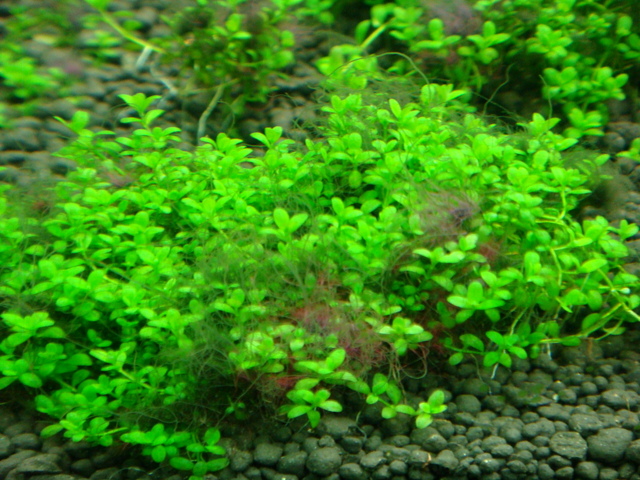 fishtank047.jpg