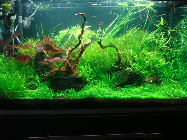 fishtank048.jpg