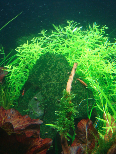 fishtank055.jpg