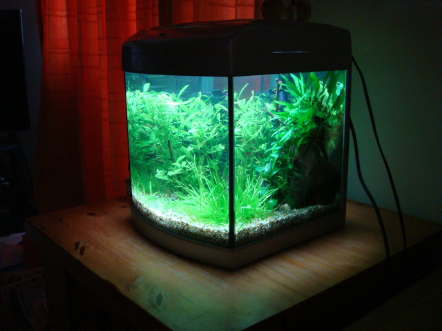 fishtank085.jpg